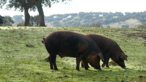 cerdos ibéricos puros de bellota