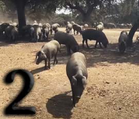 Montenera del cerdo ib&eacute;rico en la dehesa
